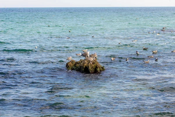 Морские чайки на скале в море — стоковое фото