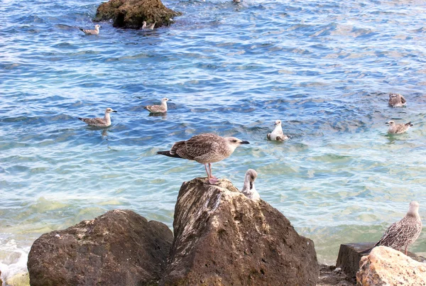 Морские чайки на скале у моря — стоковое фото