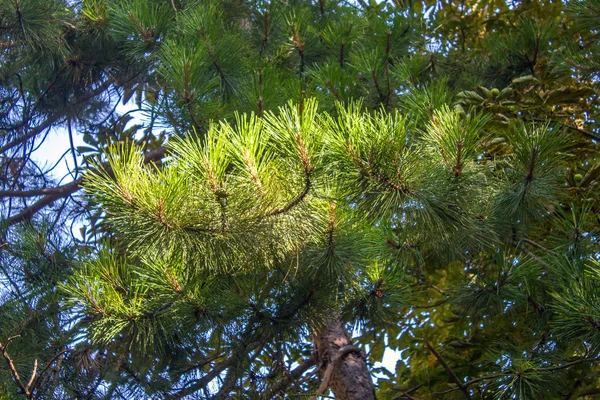 Rama de pino en el bosque — Foto de Stock