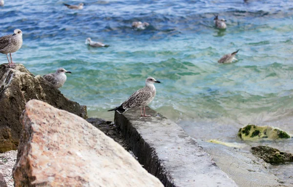 Морские чайки на скале у моря — стоковое фото