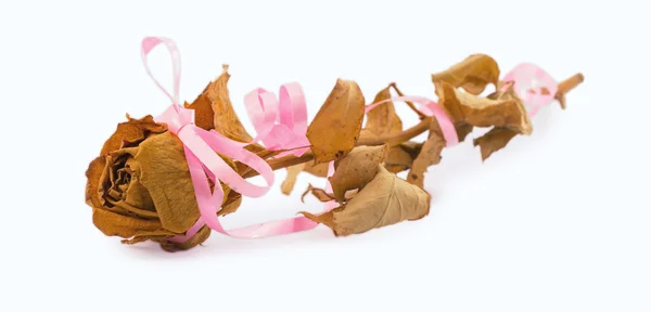 Rosa secca isolata su fondo bianco — Foto Stock