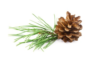 pine cone isolated on white background clipart