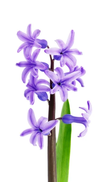 Paarse hyacint geïsoleerd op witte achtergrond — Stockfoto