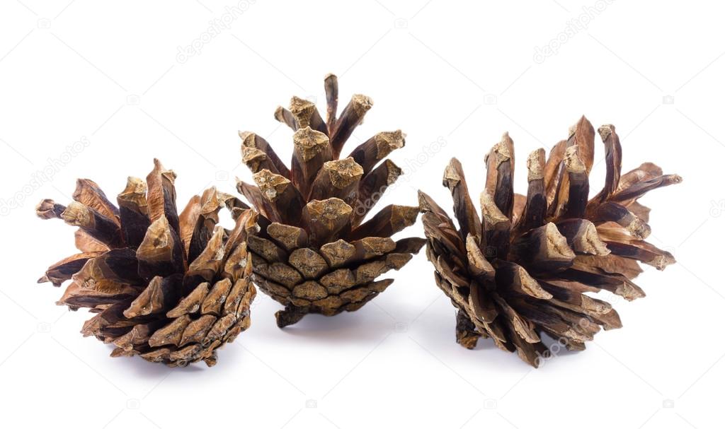 Three pine cones isolated on a white background