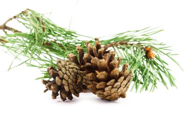 Beyaz arkaplanda çam kozalağı izole