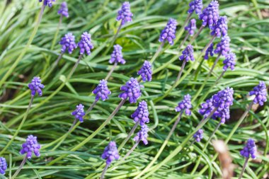 muskari Bahçe yakın çekim