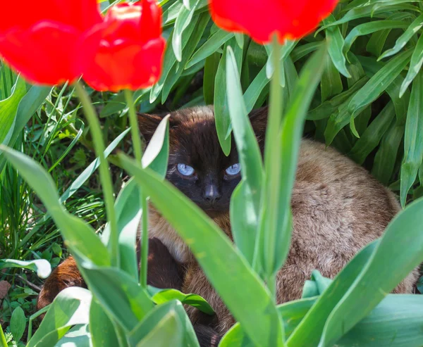 Katt bland blommorna i trädgården — Stockfoto