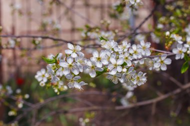Beyaz kiraz çiçeği