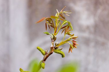 Çiçek açması ceviz dalı