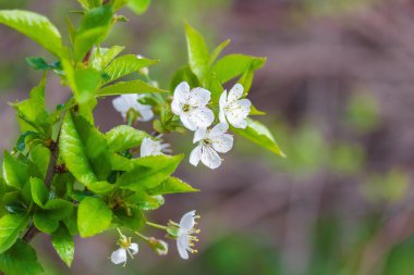 Beyaz kiraz çiçeği