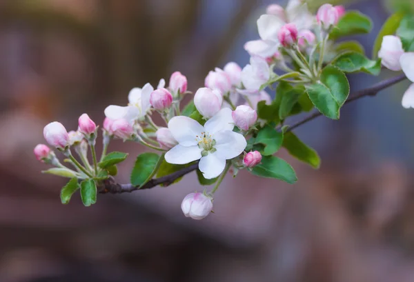 Appelbloesem op een tak — Stockfoto