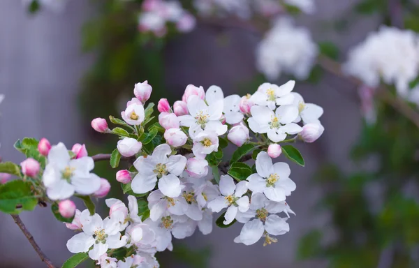 Flor de manzana en una rama — Foto de Stock