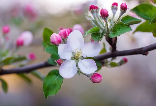 Flor de manzana en una rama — Foto de Stock