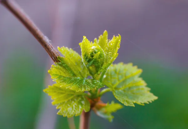 Green grape leaves — Stock Photo, Image