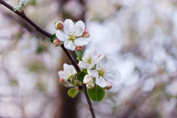 Appelbloesem op een tak — Stockfoto