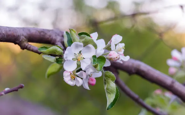 Appelbloesem op een tak — Stockfoto