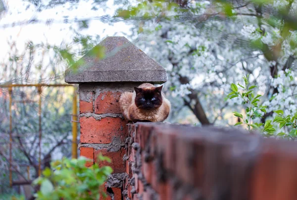 Кот сидит на кирпичной стене — стоковое фото