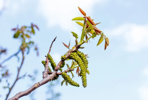 The branch of blossoming walnut — Stock Photo, Image