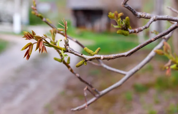 The branch of blossoming walnut — Stock Photo, Image