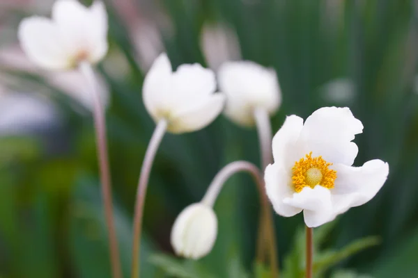 Witte anemone in de tuin — Stockfoto