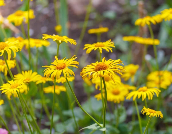 Yellow daisies in the garden — Stock Photo, Image