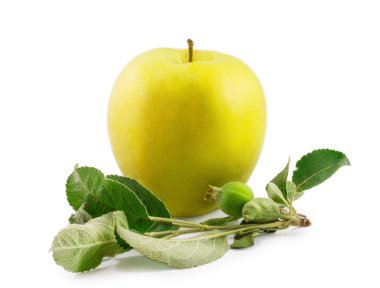 Yellow apple with leaves isolated on a white background