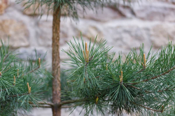 Young pine tree with fruit — Stock Photo, Image