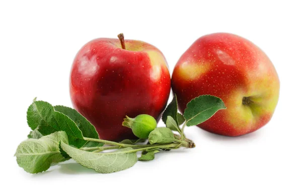 Dos manzanas rojas con hojas aisladas sobre un fondo blanco — Foto de Stock