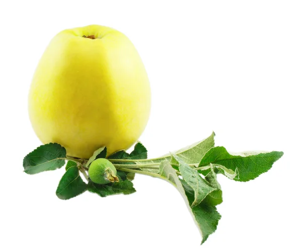 Желтое яблоко с листьями изолированы на белом фоне — стоковое фото