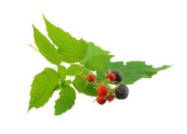 Beyaz bir arka plan üzerinde izole blackberry Şubesi