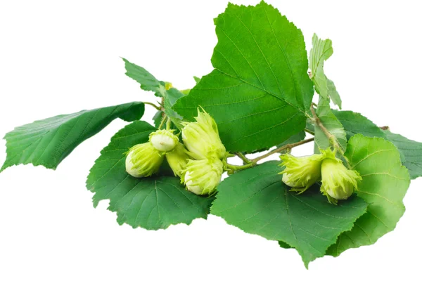 Branche aux noisettes vertes isolées sur fond blanc Images De Stock Libres De Droits