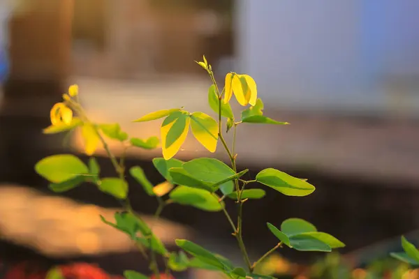 Pequeño Árbol Con Luz Mañana Como Telón Fondo —  Fotos de Stock