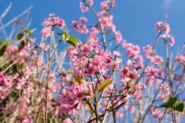 Prunus cerasoides ya da renkli Vahşi Himalaya kirazı, Loei Eyaleti Tayland 'ın Phu Lom Lo turistik merkezinde pembedir..