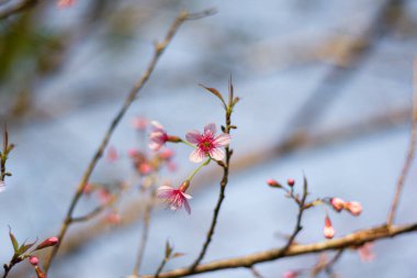 Prunus cerasoides ya da renkli Vahşi Himalaya kirazı, Loei Eyaleti Tayland 'ın Phu Lom Lo turistik merkezinde pembedir..