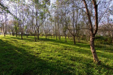 Prunus cerasoides ya da renkli Vahşi Himalaya kirazı, Loei Eyaleti Tayland 'ın Phu Lom Lo turistik merkezinde pembedir..
