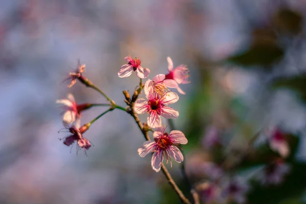 Prunus Cerasoides Cereza Del Himalaya Salvaje Con Color Rosa Atracción —  Fotos de Stock