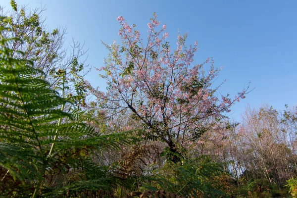 Prunus Cerasoides 히말라야산 체리는 태국로 이주의 명소에서 분홍색이다 — 스톡 사진