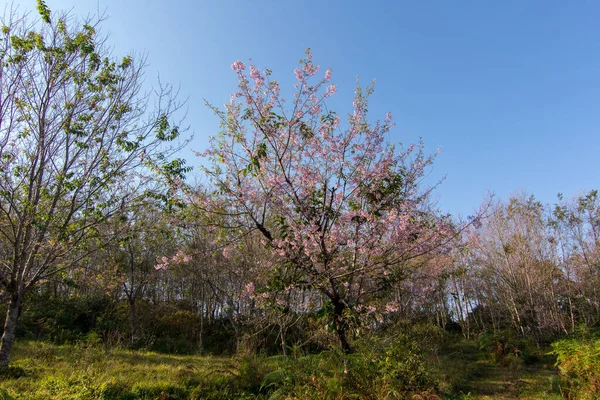 Prunus Cerasoides Wild Himalayan Cherry Color Pink Phu Lom Tactiva — стокове фото