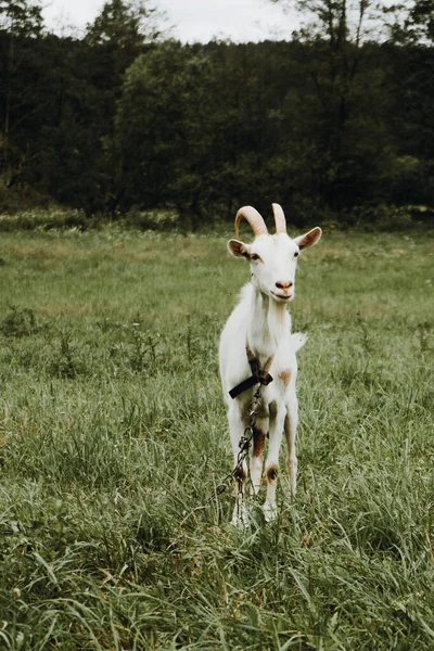Kambing putih merangkak di padang rumput pada hari berawan — Stok Foto