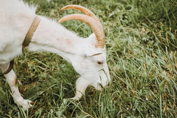 Nahaufnahme einer weißen Ziege, die grünes Gras auf einem Feld auf dem Land frisst — Stockfoto