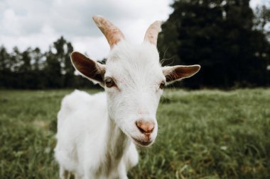 Beyaz keçiyi yeşil çimlerin üzerine kapatın. 