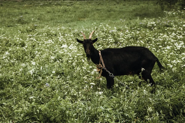 Close-up kambing hitam di lapangan rumput hijau — Stok Foto