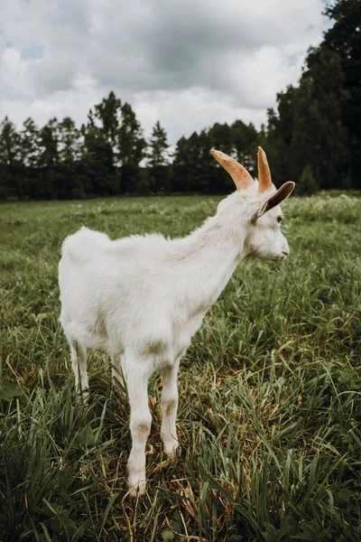 Menutup kambing putih di rumput hijau — Stok Foto