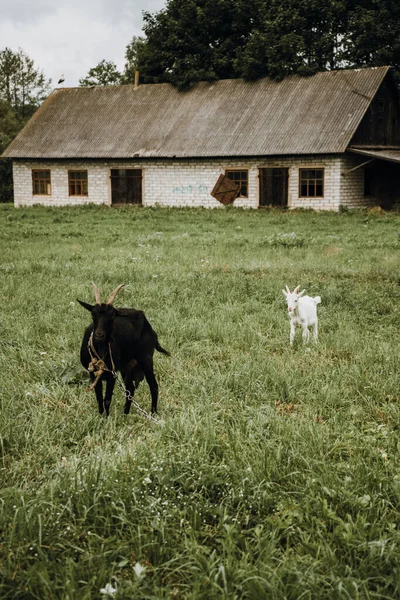 Kambing hitam dan putih merangkak di padang rumput pada hari yang mendung — Stok Foto