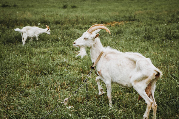 White goats crawling in the meadow on a cloudy day