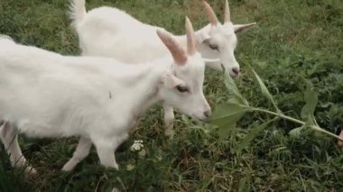 Yeşil çayırlarda otlayan küçük keçilere yakın.
