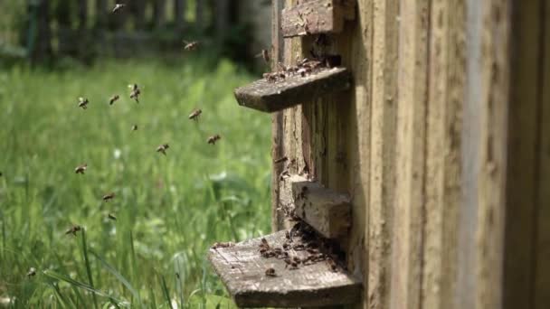 Крупный план рой пчел, летающих в летнем воздухе вокруг улья в замедленной съемке — стоковое видео