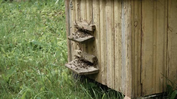 Närbild av svärmen av bin som flyger i sommarluften runt bikupan, 4k — Stockvideo