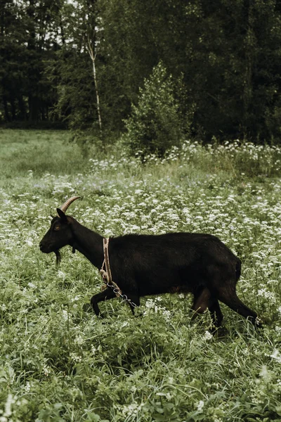 Nahaufnahme einer schwarzen Ziege auf der grünen Wiese — Stockfoto