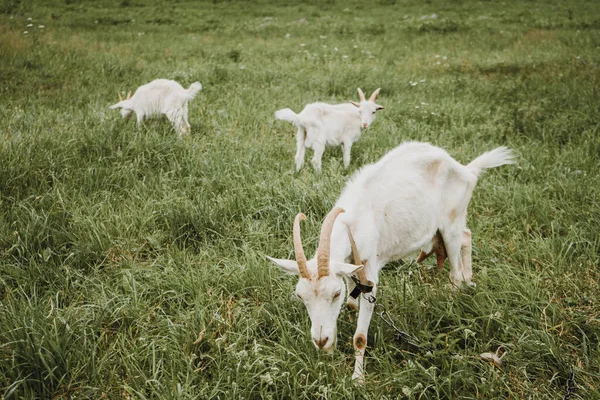 Kambing putih merangkak di padang rumput pada hari berawan — Stok Foto